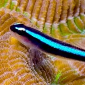 Neon Goby