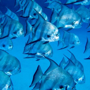 Atlantic Spadefish